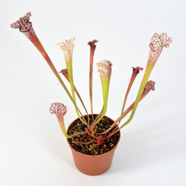 Sarracenia leucophylla L30A x A. Porais #1