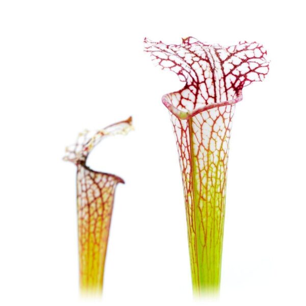 Sarracenia leucophylla L30A x A. Porais #1