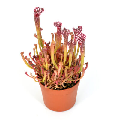 Sarracenia leucophylla {Large pink lipped} [Apalachicola National