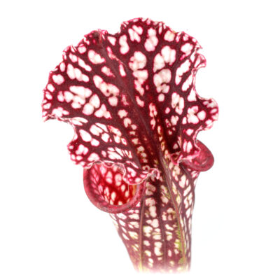 Sarracenia leucophylla {Large pink lipped} [Apalachicola National