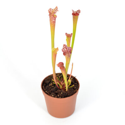 Sarracenia moorei 'Leah Wilkerson' [Walton 