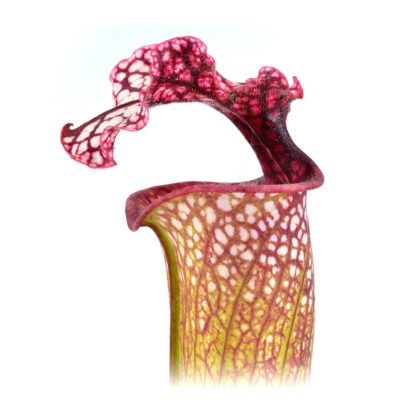 Sarracenia moorei 'Leah Wilkerson' [Walton 