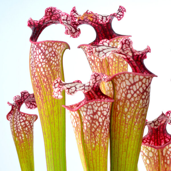 Sarracenia moorei 'Leah Wilkerson' [Walton 