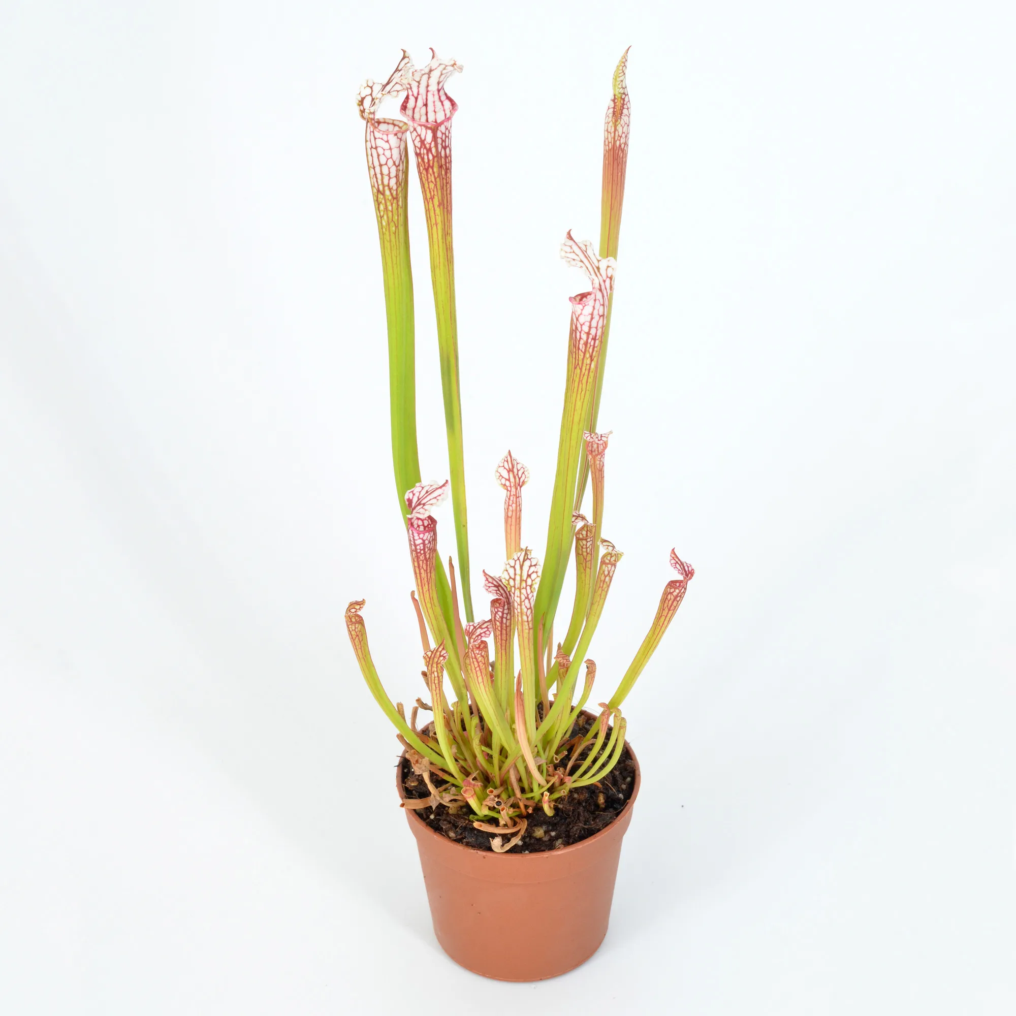 sarracenia leucophylla MS6 #K2  DFH109