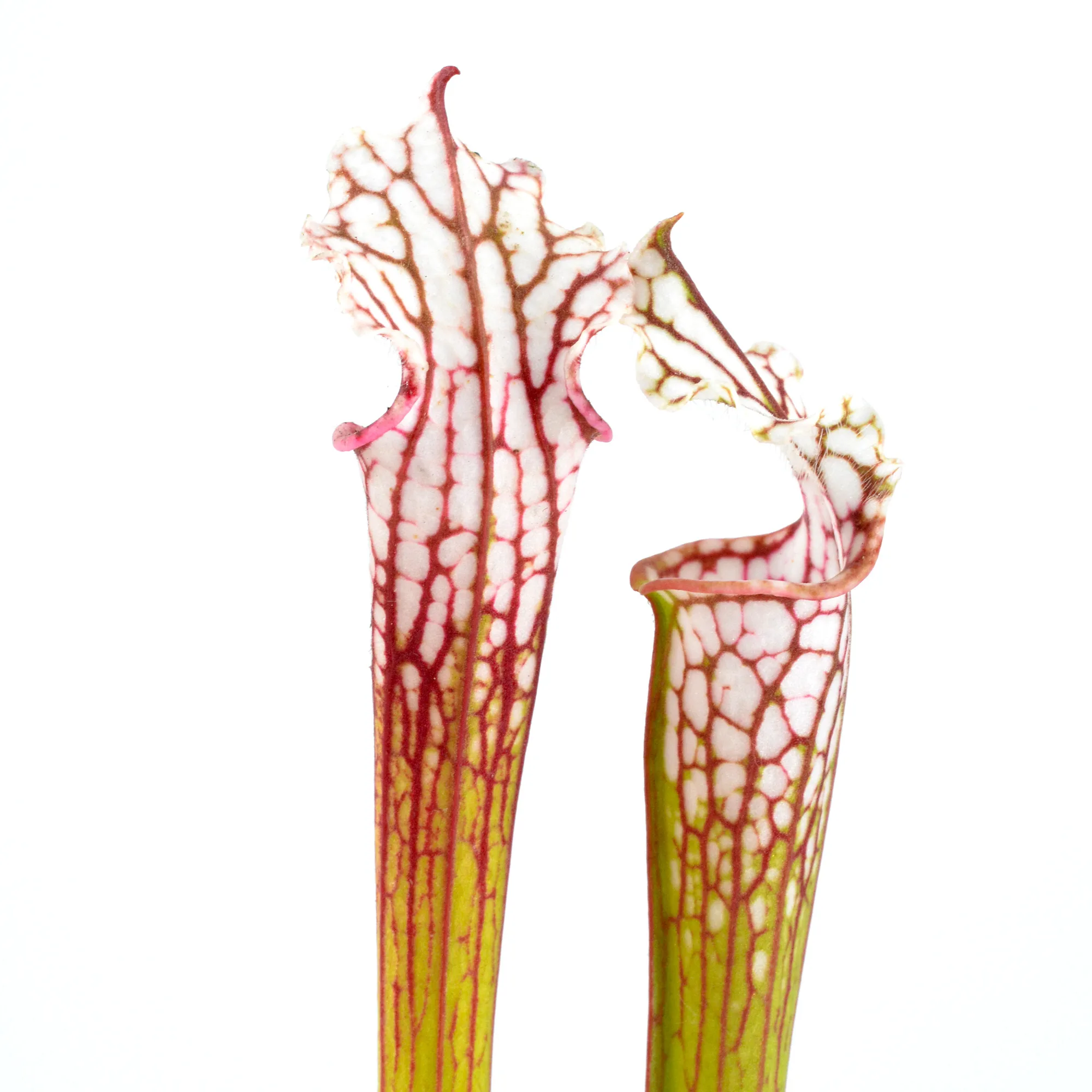 sarracenia leucophylla MS6 #K2  DFH109