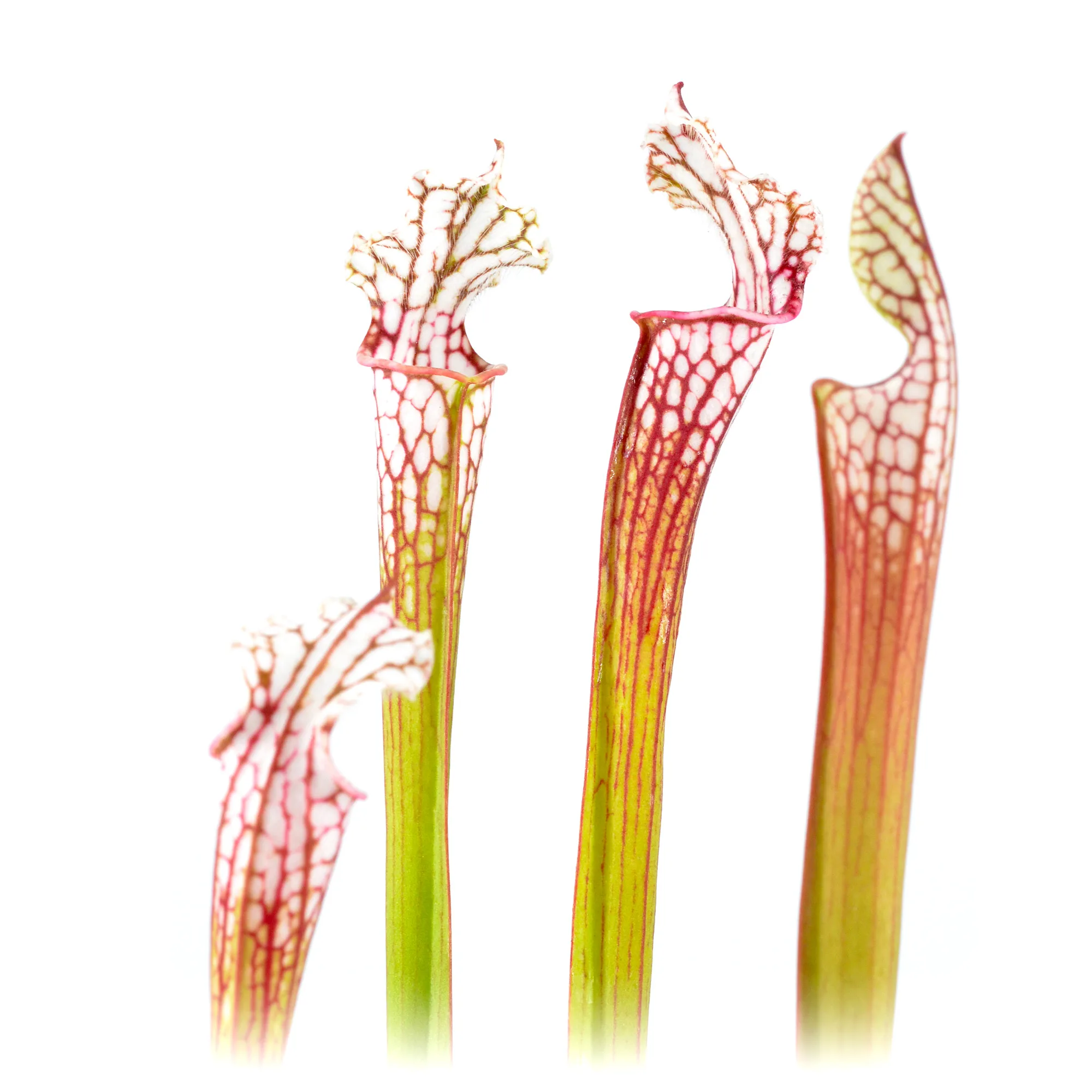 sarracenia leucophylla MS6 #K2  DFH109