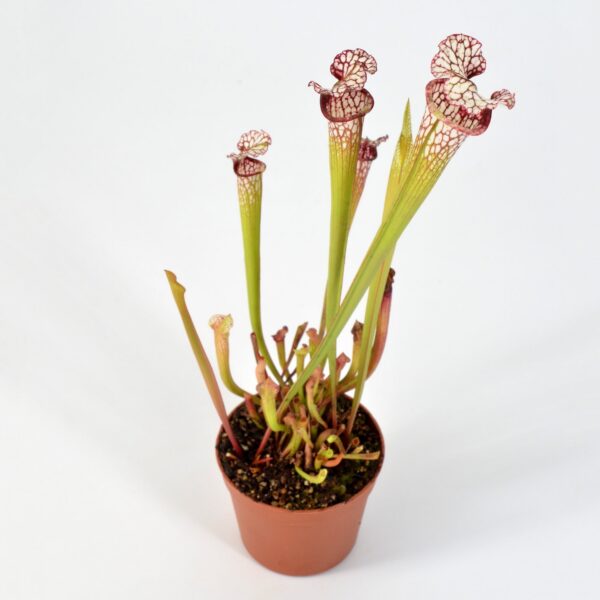 Sarracenia leucophylla SL61 AC “Red Stripe Throat” x HA20A #1