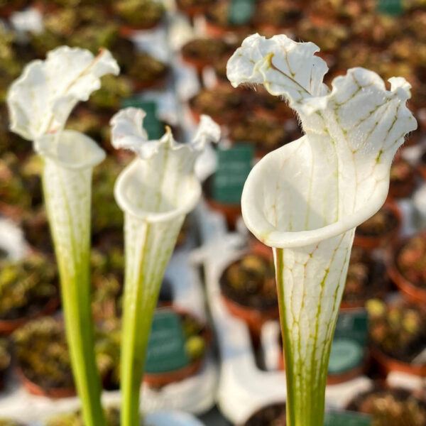 Sarracenia leucophylla var. alba DFL1