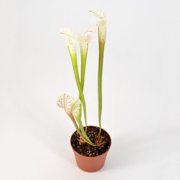 Sarracenia leucophylla var. alba seedling 13 x self 1