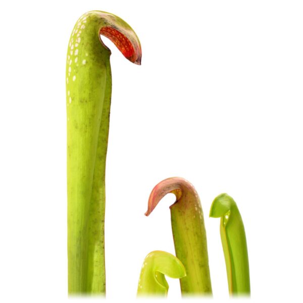 Sarracenia minor var. okefenokeensis
