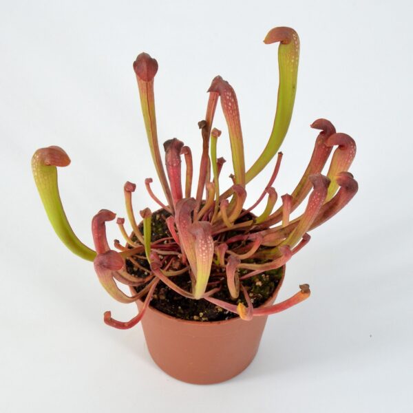 Sarracenia minor var. okefenokeensis