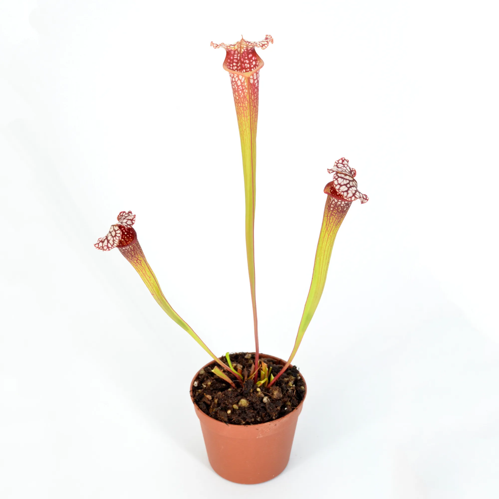 Sarracenia moorei 'Leah Wilkerson' [Walton