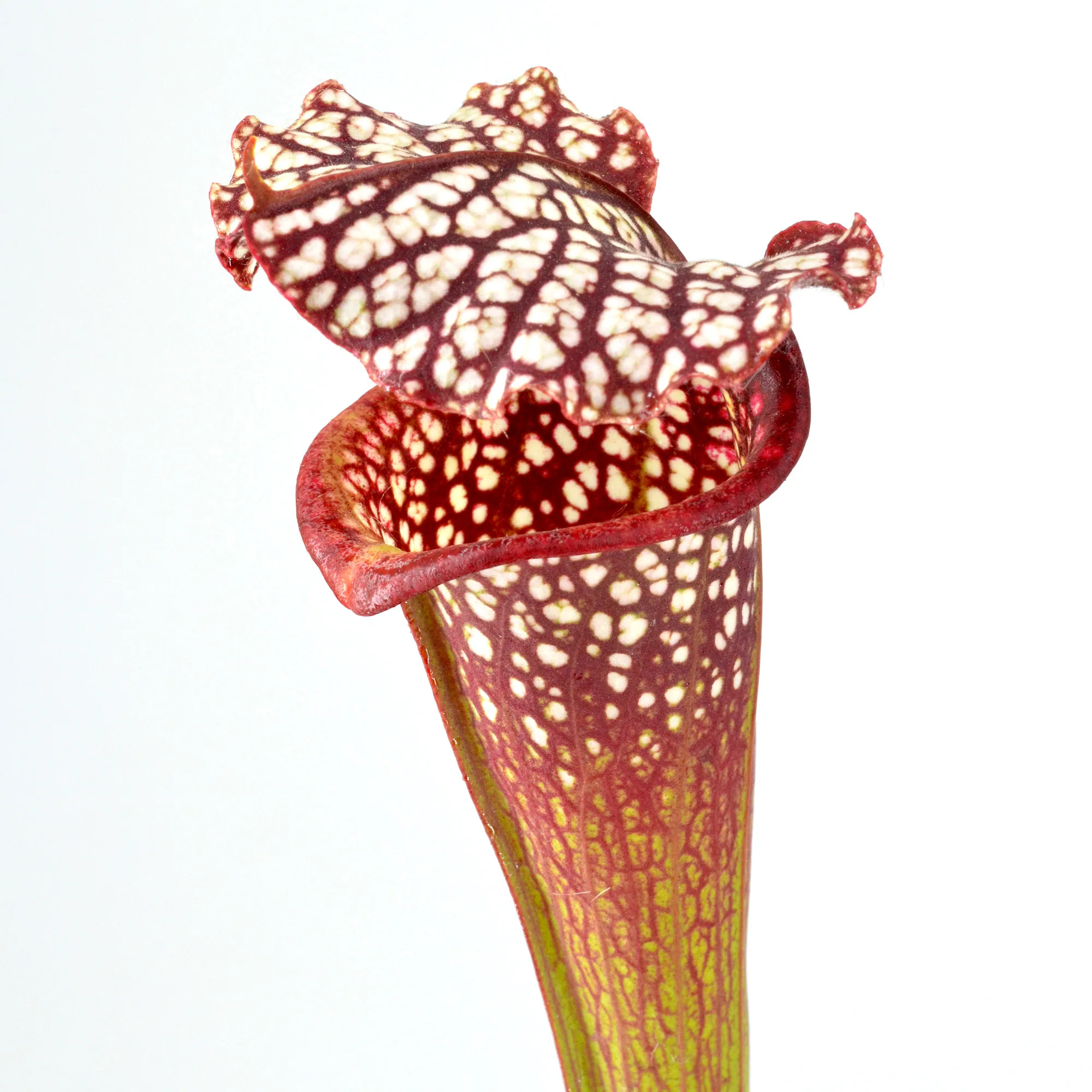 Sarracenia moorei 'Leah Wilkerson' [Walton