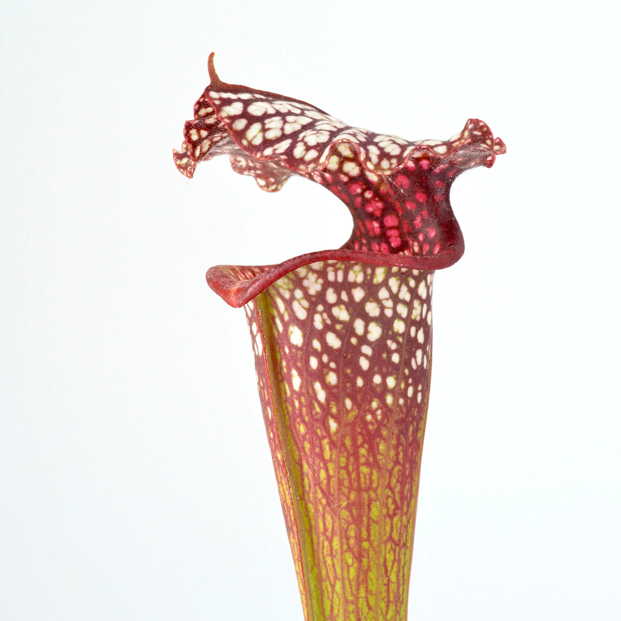 Sarracenia moorei 'Leah Wilkerson' [Walton