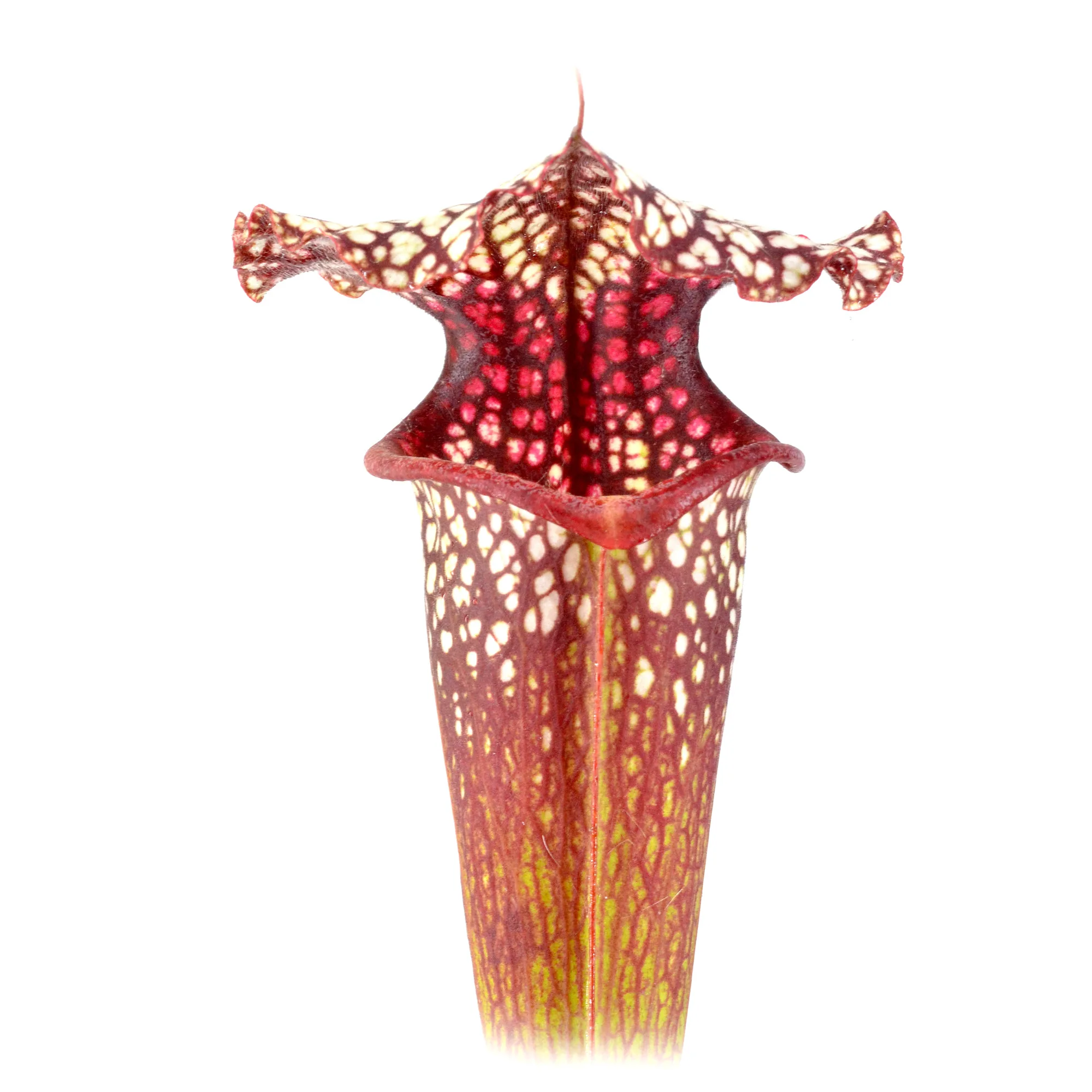moorei 'Leah Wilkerson' [Walton County Florida] H112 MK x leucophylla "Pink Throat" DFH62