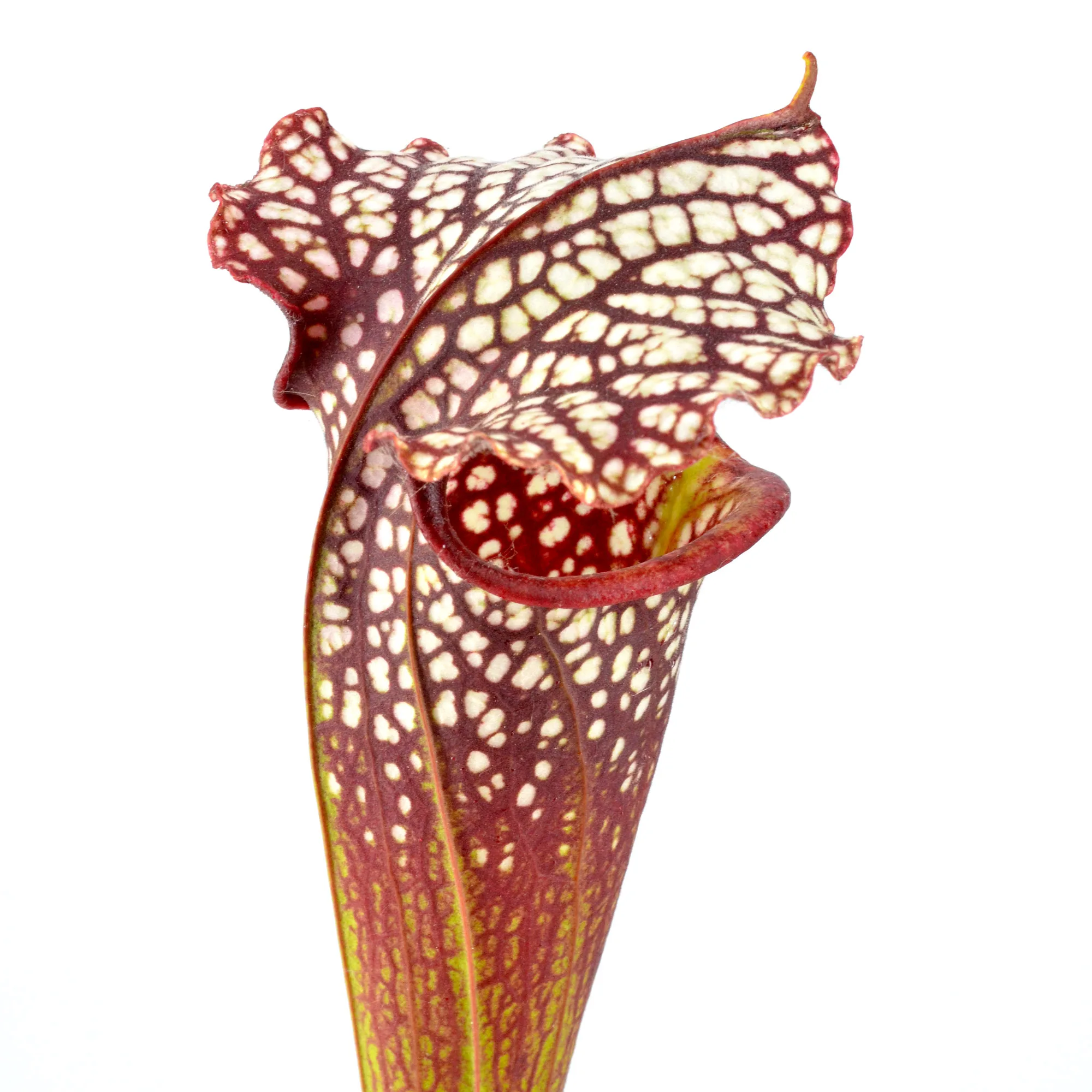 moorei 'Leah Wilkerson' [Walton County Florida] H112 MK x leucophylla "Pink Throat" DFH62