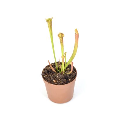Sarracenia moorei 'Leah Wilkerson' [Walton County Florida] H112 MK x leucophylla "Bocaza" L87 MK DFH55