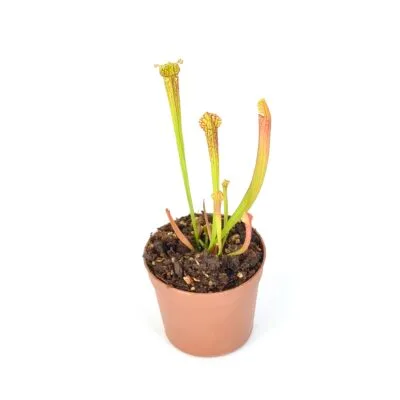 Sarracenia moorei 'Leah Wilkerson' [Walton County Florida] H112 MK x leucophylla "Bocaza" L87 MK DFH55