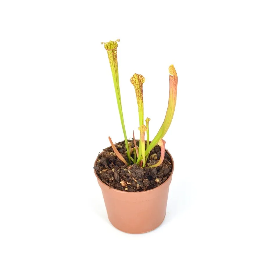 Sarracenia moorei 'Leah Wilkerson' [Walton County Florida] H112 MK x leucophylla "Bocaza" L87 MK DFH55