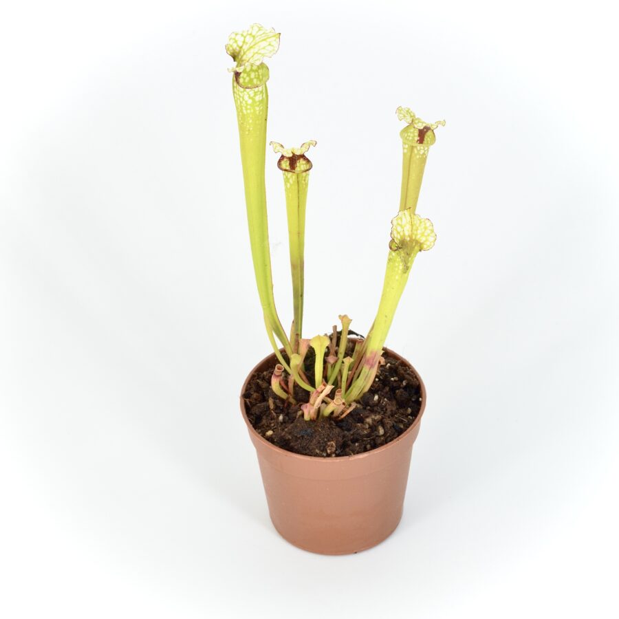 Sarracenia moorei 'Leah Wilkerson' [Walton County Florida] H112 MK x moorei [Conecuh, Covington County, Alabama] SXM54 AC #1 DFH106 - immagine 3