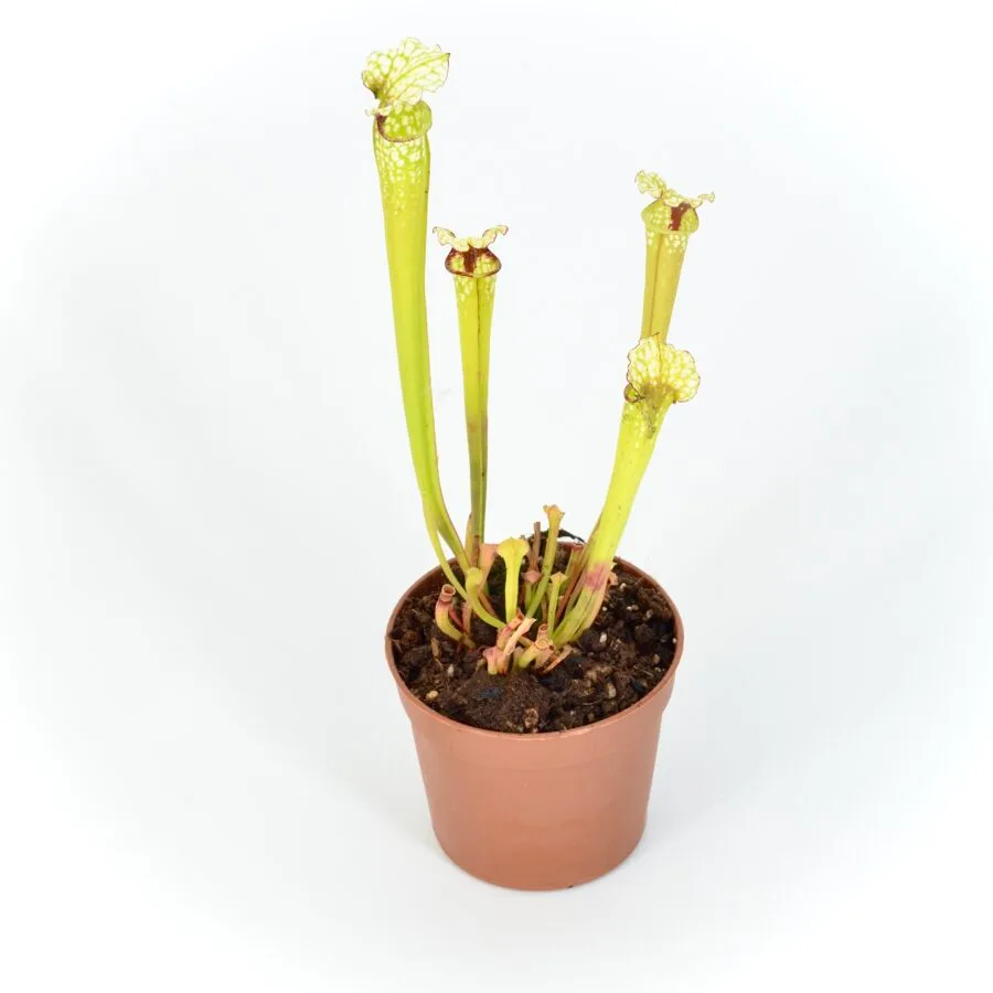 Sarracenia moorei 'Leah Wilkerson' [Walton County Florida] H112 MK x moorei [Conecuh, Covington County, Alabama] SXM54 AC #1 DFH106 - Image 3