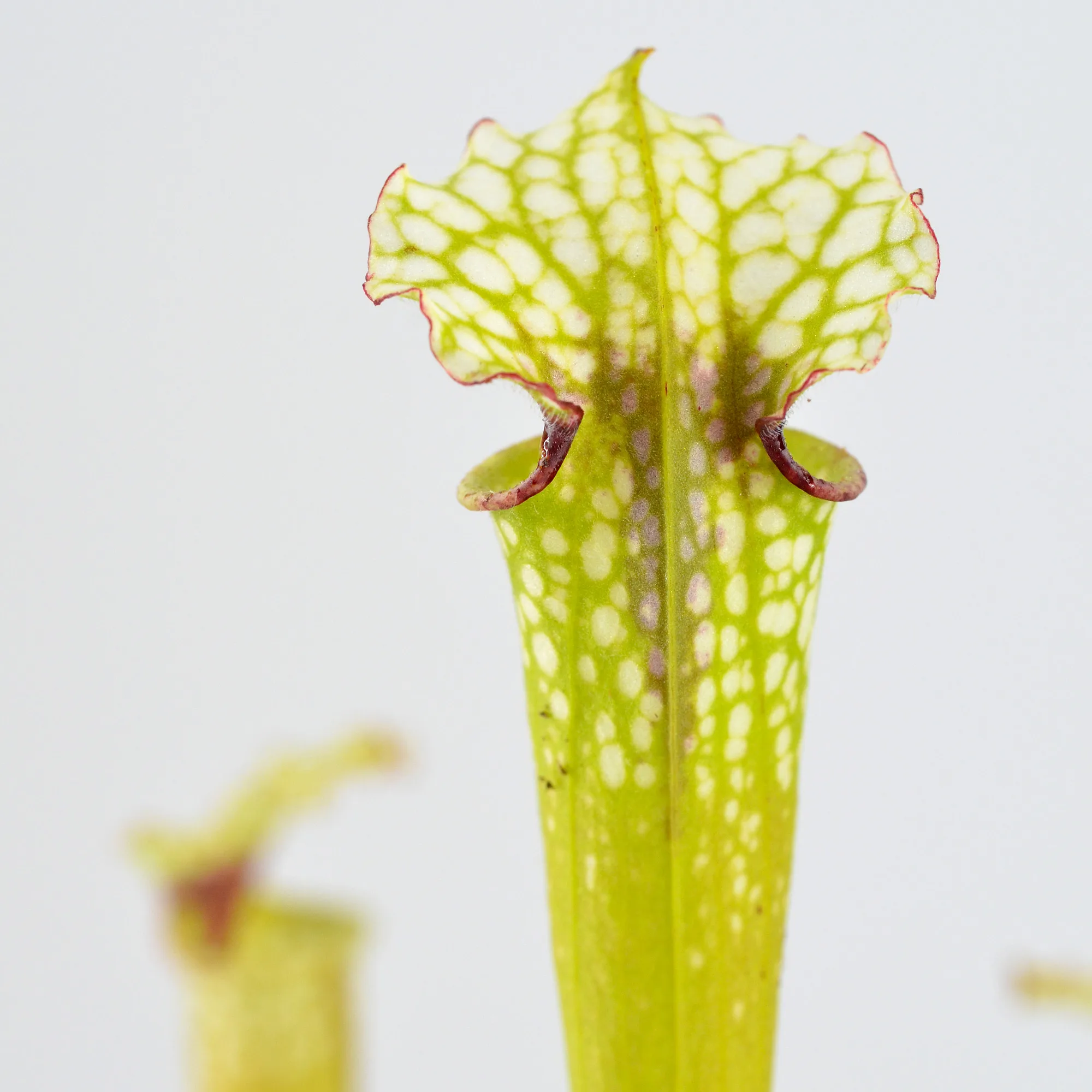 moorei 'Leah Wilkerson' [Walton County Florida] H112 MK x moorei [Conecuh, Covington County, Alabama] SXM54 AC #1 DFH106
