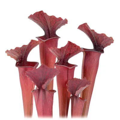 Sarracenia moorei "Brook’s Hybrid Orange Clone" H42 MK x moorei 'Wilkerson's White Knight' [North Walton Country, Florida] H211 MK DFH51