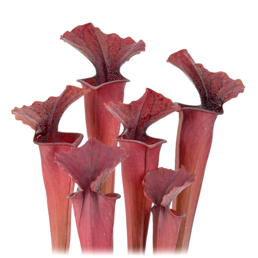 Sarracenia moorei "Brook’s Hybrid Orange Clone" H42 MK x moorei 'Wilkerson's White Knight' [North Walton Country, Florida] H211 MK DFH51