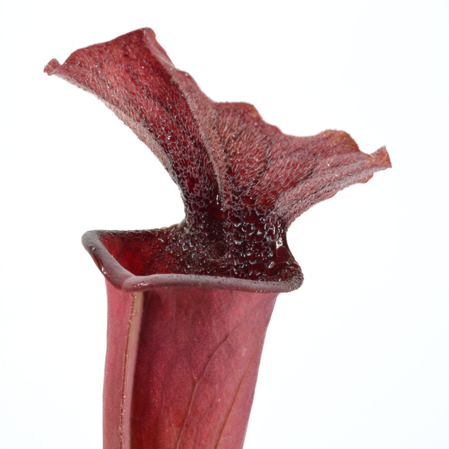 Sarracenia moorei "Brook’s Hybrid Orange Clone" H42 MK x moorei 'Wilkerson's White Knight' [North Walton Country, Florida] H211 MK DFH51 - immagine 4