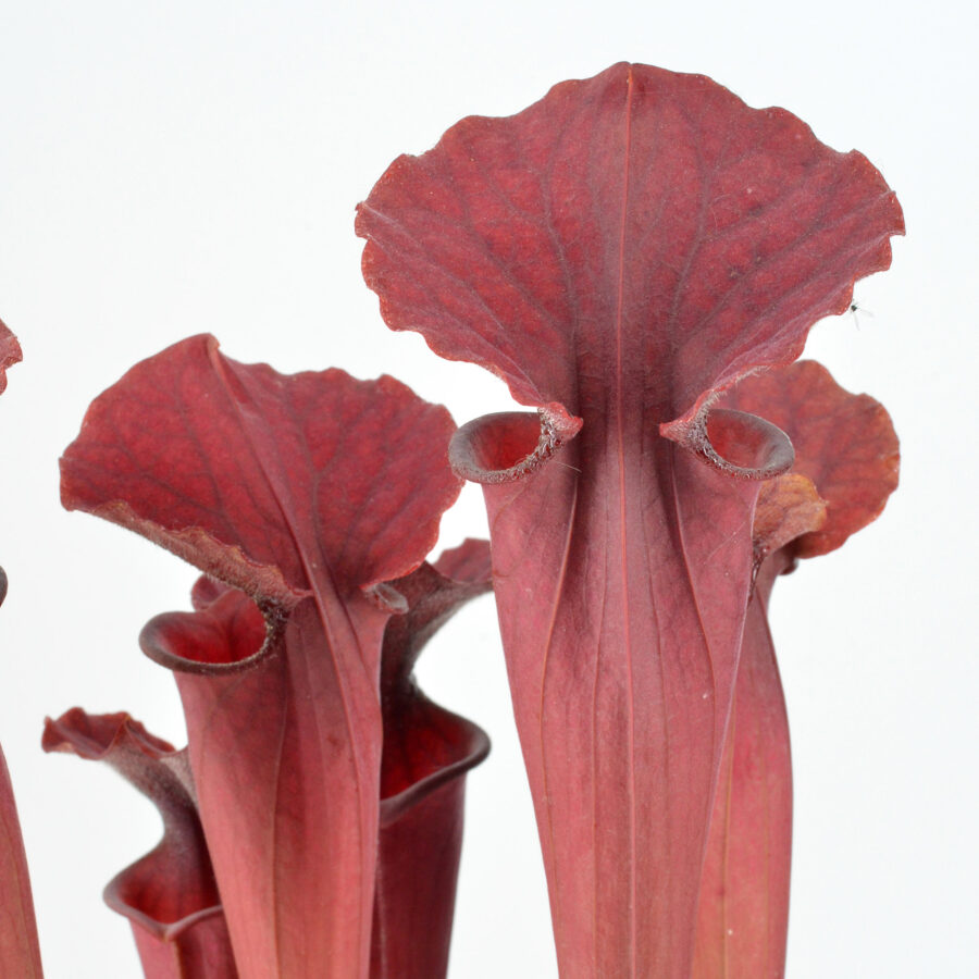 Sarracenia moorei "Brook’s Hybrid Orange Clone" H42 MK x moorei 'Wilkerson's White Knight' [North Walton Country, Florida] H211 MK DFH51 - immagine 3