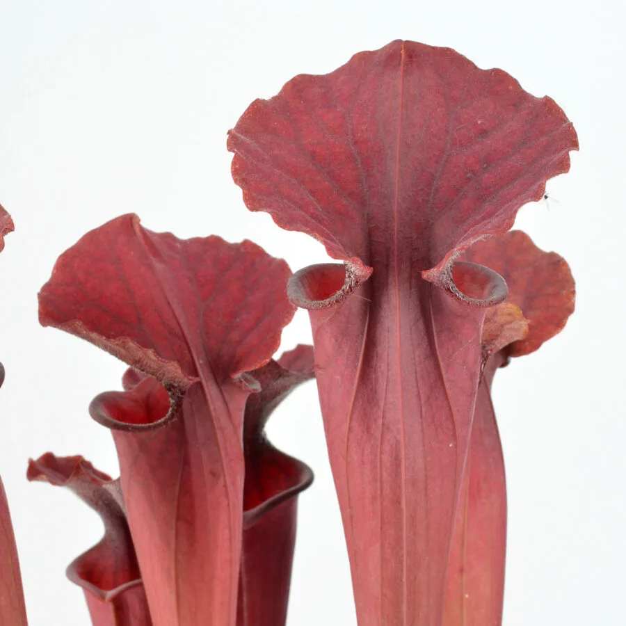 Sarracenia moorei "Brook’s Hybrid Orange Clone" H42 MK x moorei 'Wilkerson's White Knight' [North Walton Country, Florida] H211 MK DFH51 – Bild 3