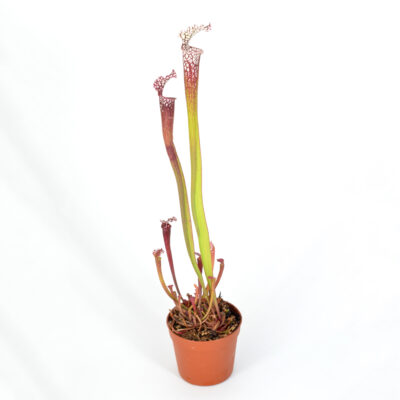 moorei "Wilkerson’s Red" [Leah Wilkerson's bog, Paxton,Walton County,Florida] H157 mk x moorei [Conecuh, Covington County, Alabama] SXM54 AC DFH33