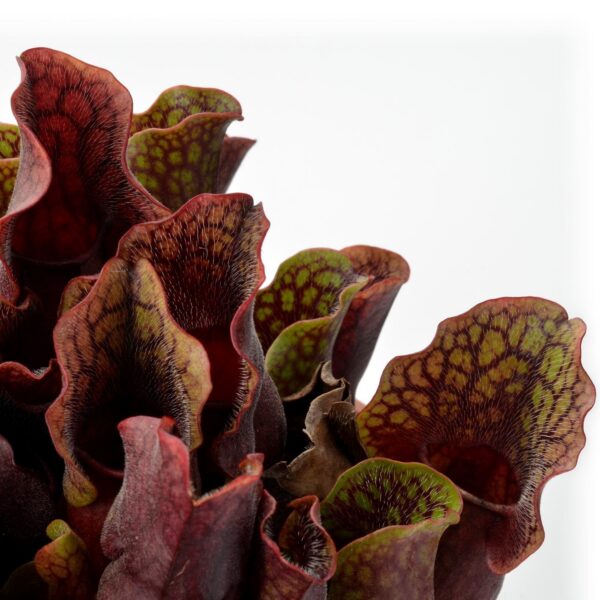 Sarracenia purpurea ssp. venosa ‘’Extremely dense’’ x S. purpurea montana McLures Bog #1