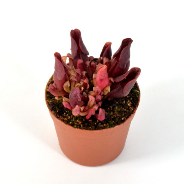 Sarracenia purpurea ssp. venosa ‘’Extremely dense’’ x S. purpurea montana McLures Bog #1