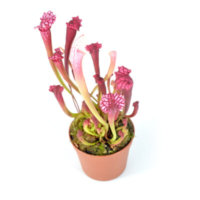 Sarracenia rosa