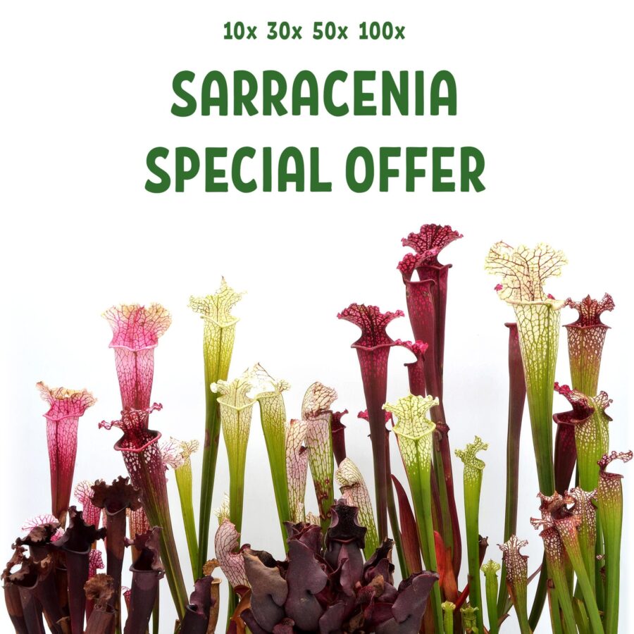 Sarracenia special offer