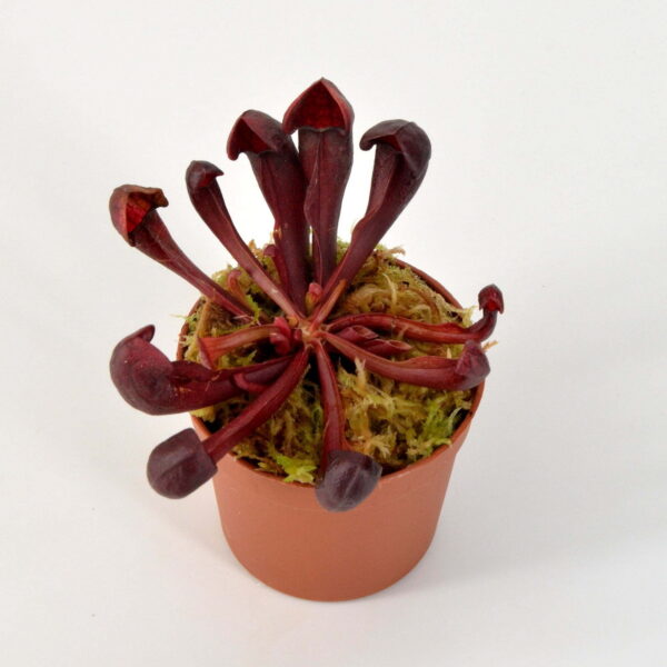 Sarracenia x Courtii