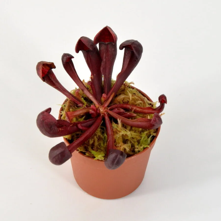 Sarracenia x Courtii