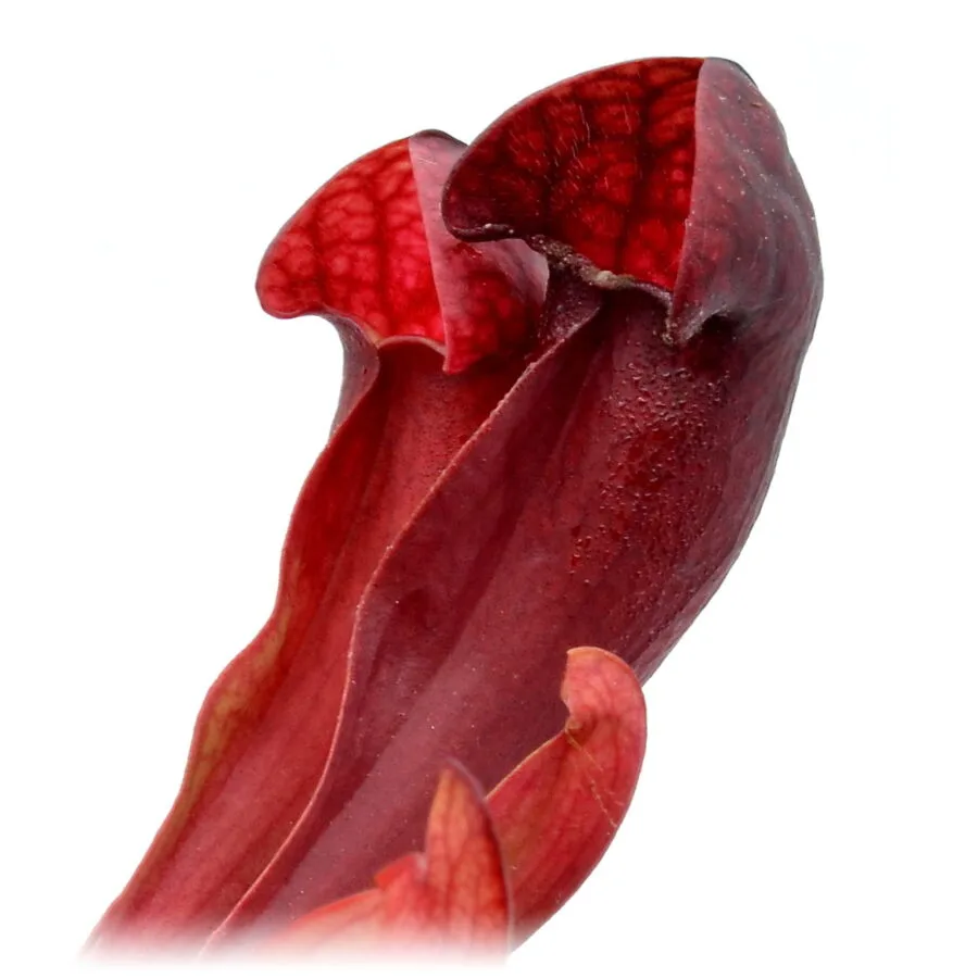 Sarracenia x Courtii