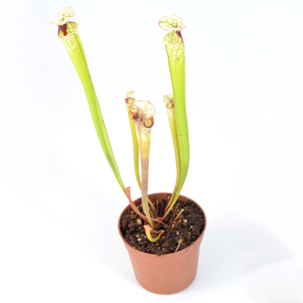 Sarracenia moorei 'Leah Wilkerson' [Walton County Florida] H112 MK x moorei [Conecuh, Covington County, Alabama] SXM54 DFH131