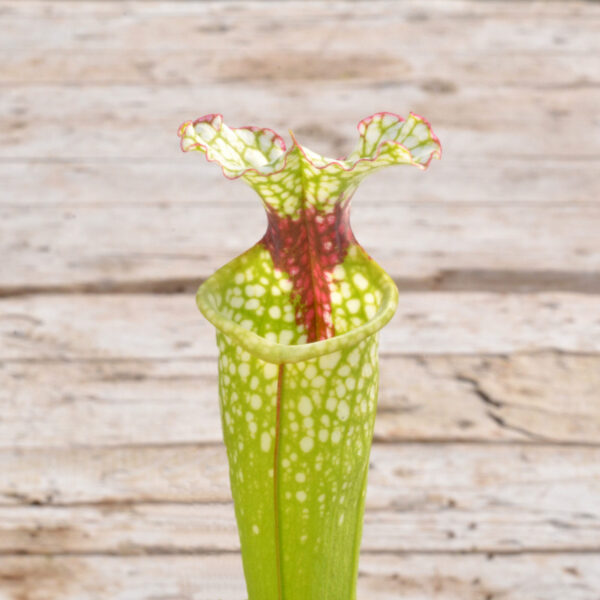 Sarracenia moorei 'Leah Wilkerson' [Walton County Florida] H112 MK x moorei [Conecuh, Covington County, Alabama] SXM54 DFH131