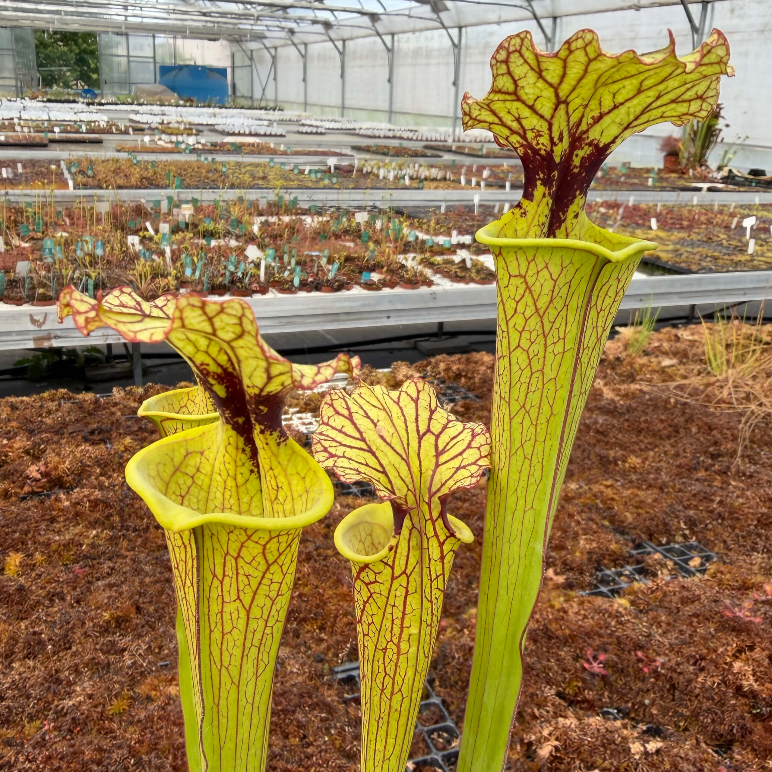 Sarracenia ‘Brook's Hybrid‘ H7 MK x moorei 'Leah Wilkerson' [Walton County Florida] H112 MK DFH5