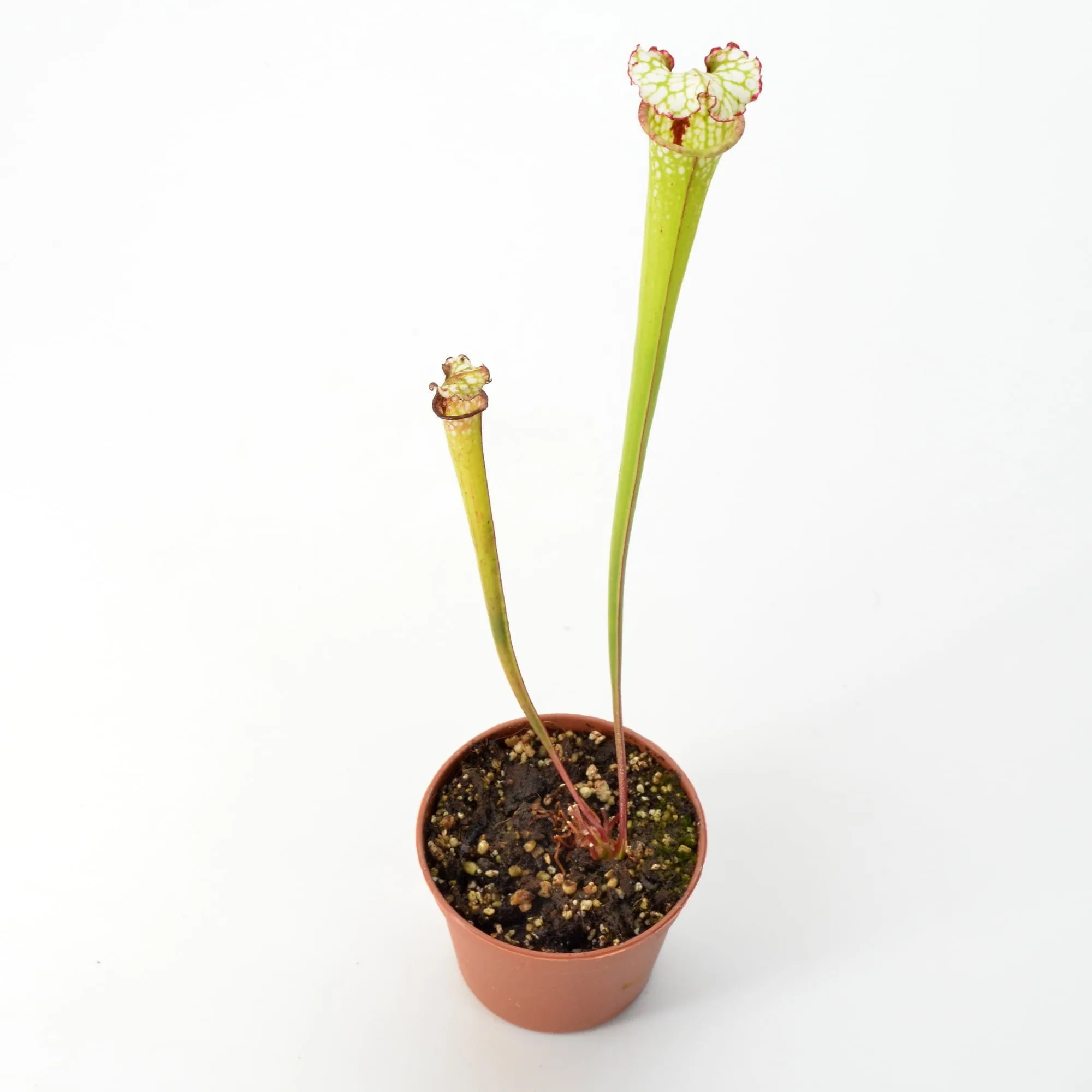 Sarracenia leucophylla {Red Stripe Throat} SL61 AC x moorei 'Leah Wilkerson' [Walton County Florida] H112 MK DFH50 - Image 2