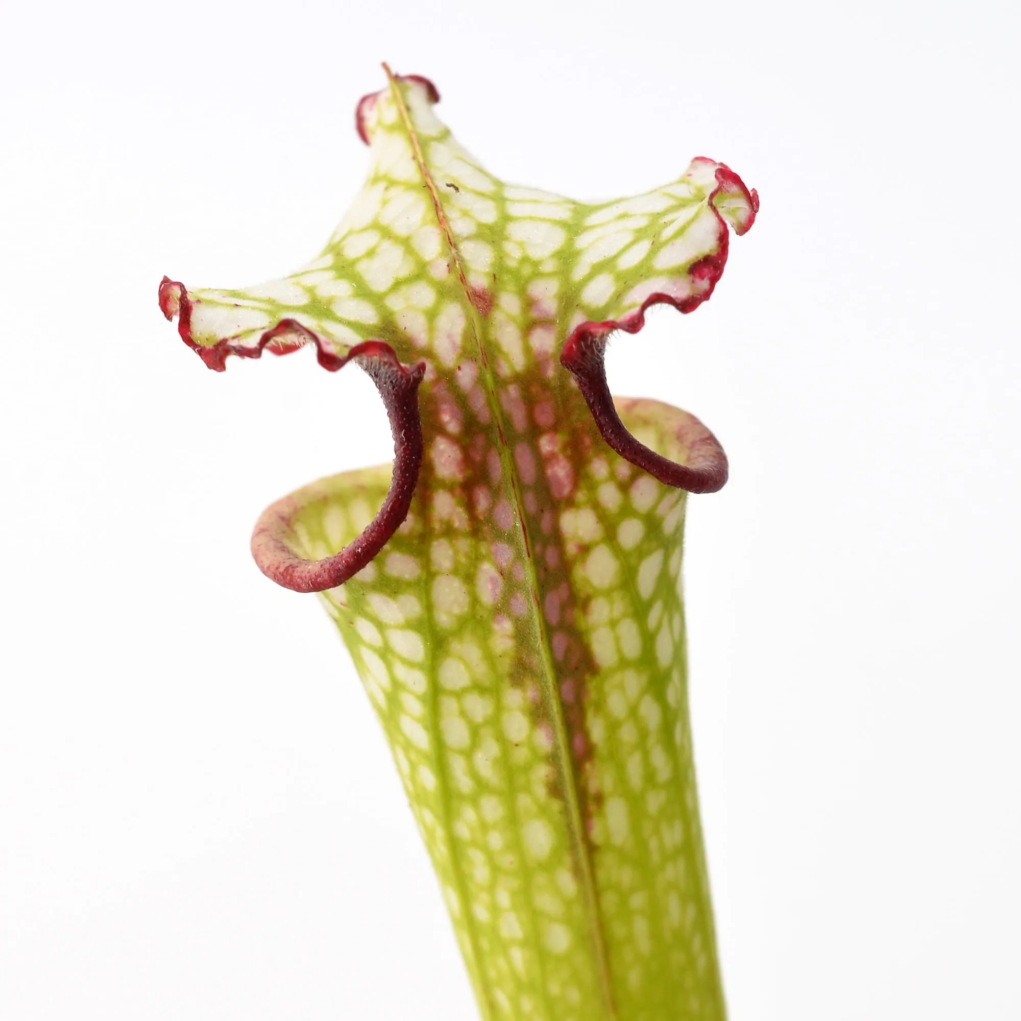 Sarracenia leucophylla Red Throat SL61 CA x Leah Wilkerson #4