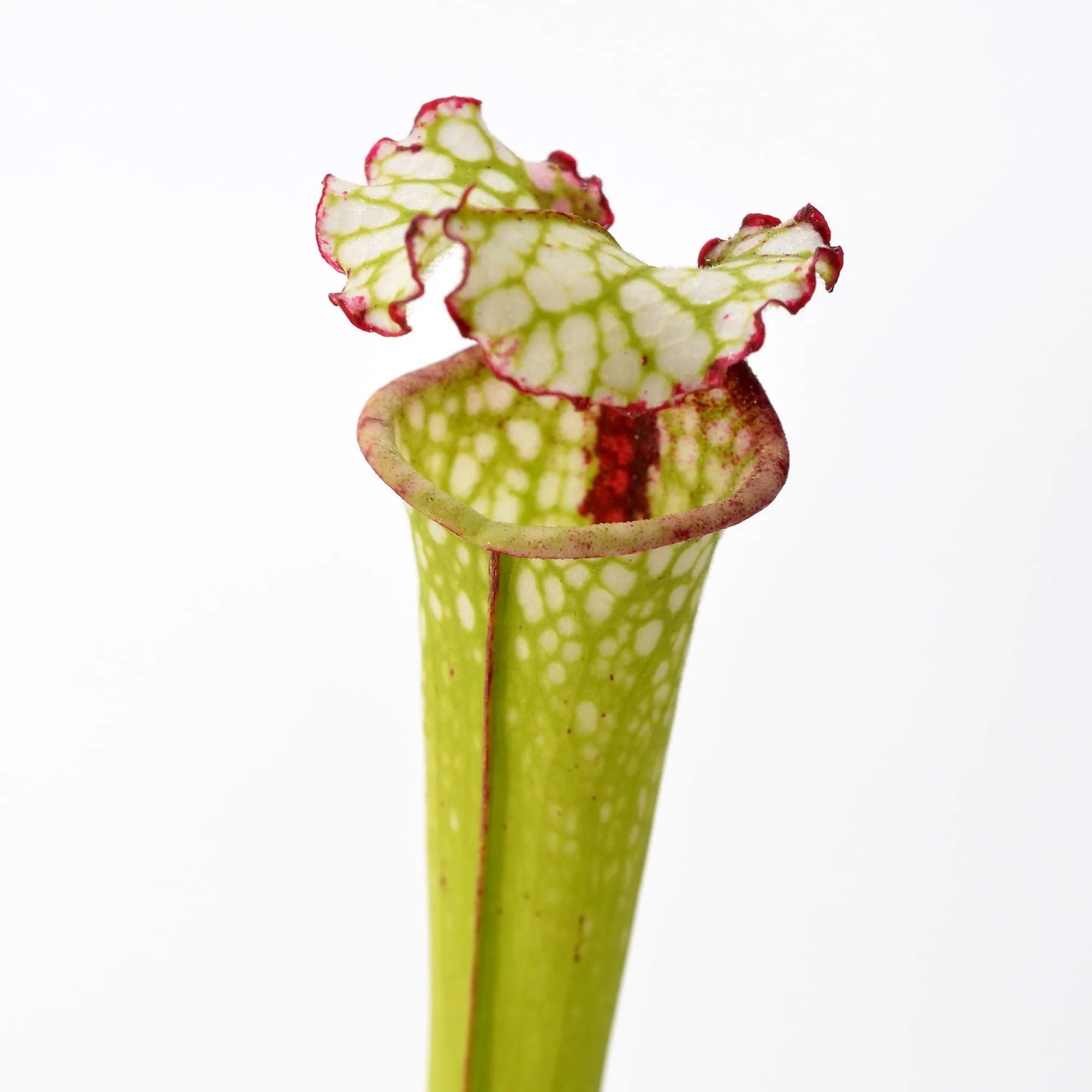 Sarracenia leucophylla Red Throat SL61 CA x Leah Wilkerson #4