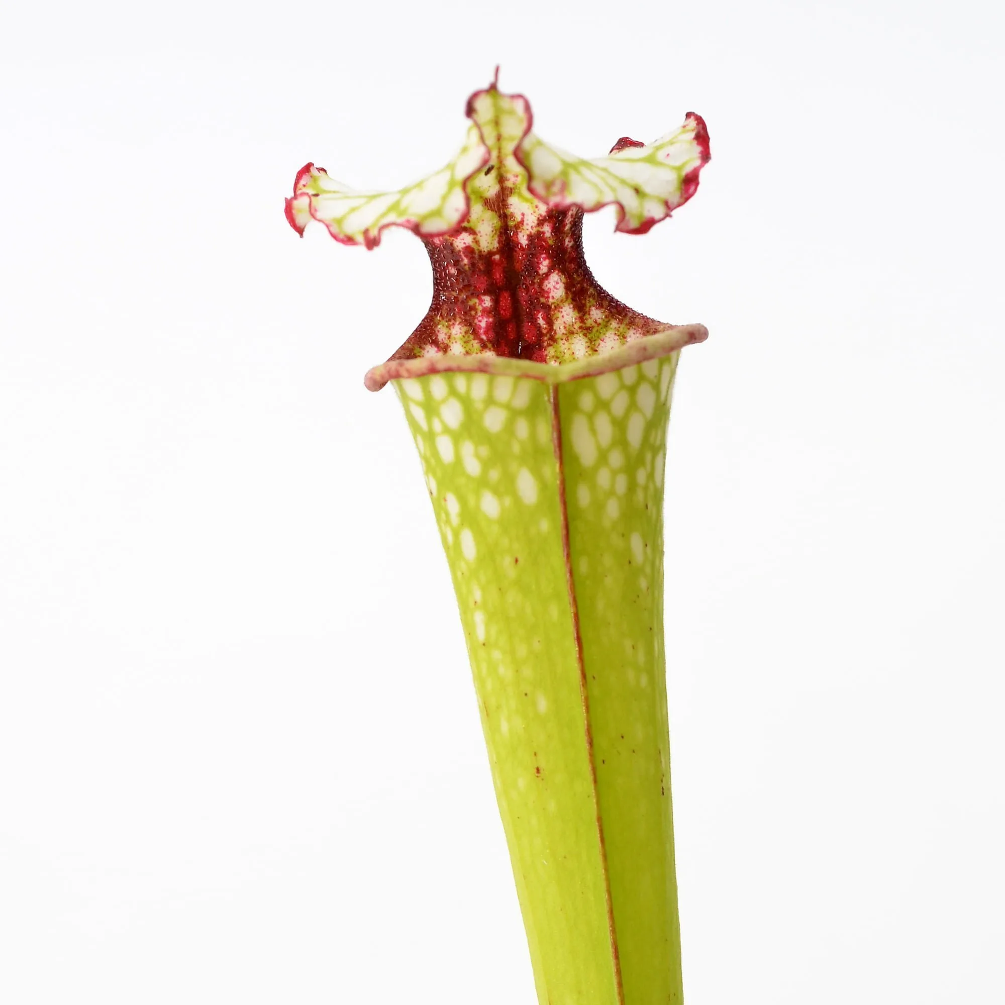 Sarracenia leucophylla Red Throat SL61 CA x Leah Wilkerson #4
