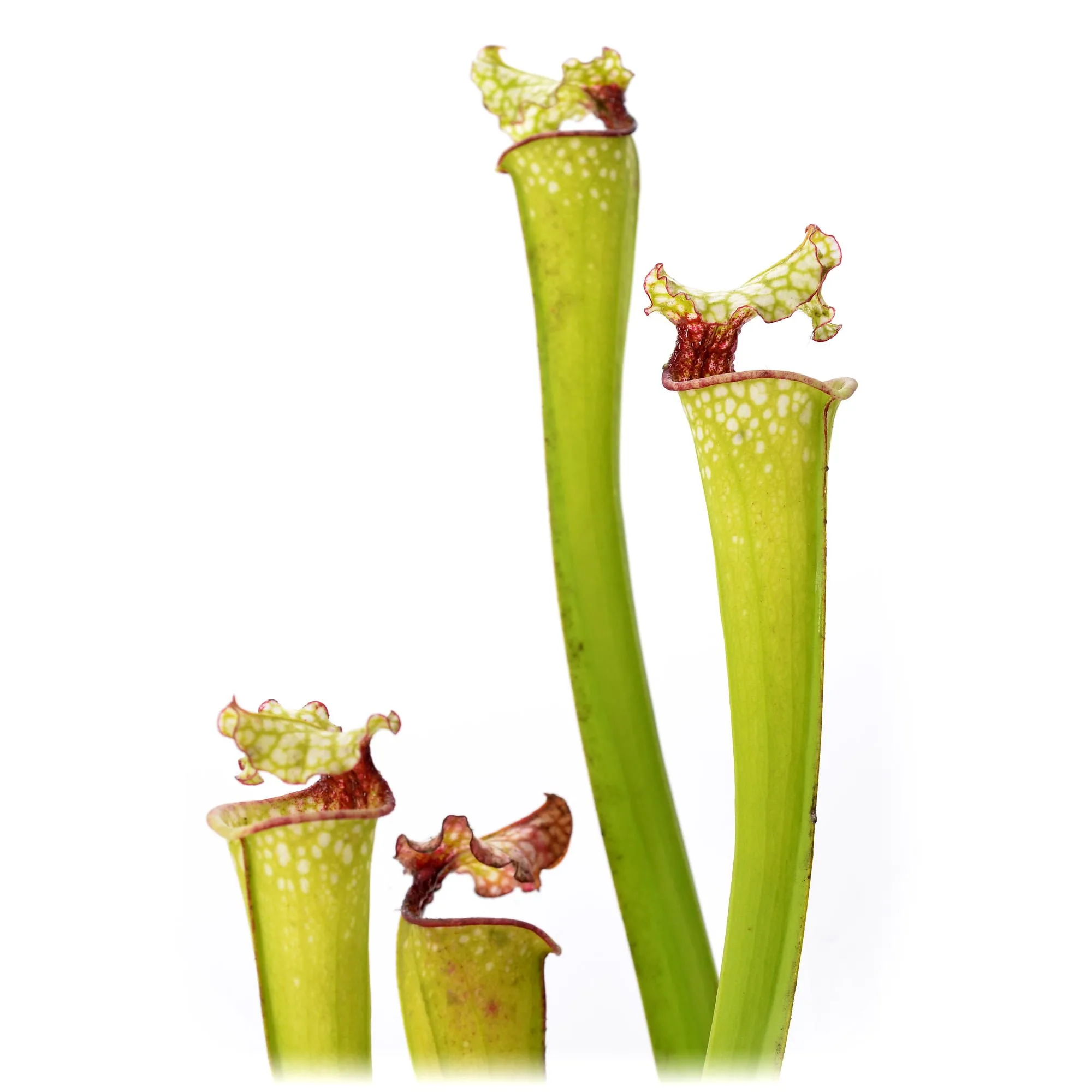 Sarracenia leucophylla Red Throat SL61 CA x Leah Wilkerson #4