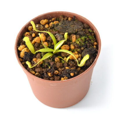 Nepenthes singalana variegata