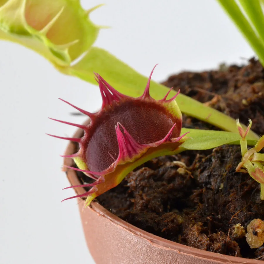 Dionaea muscipula "Stiletto" – Bild 4