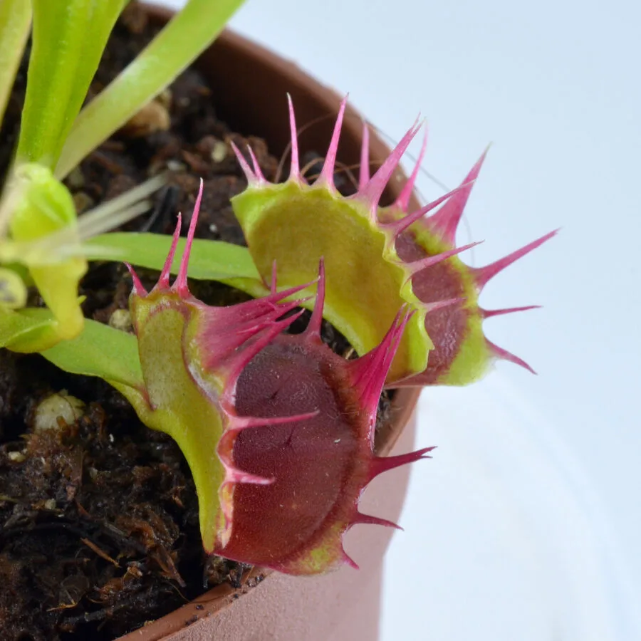 Dionaea muscipula "Stiletto" – Bild 3